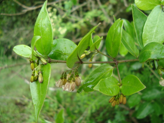 Chiococca alba