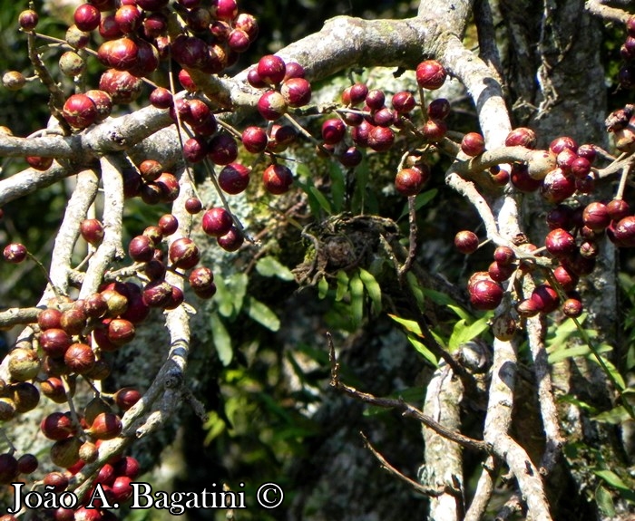 Cabralea canjerana