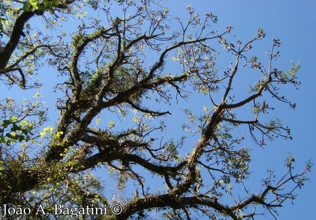 Cabralea canjerana