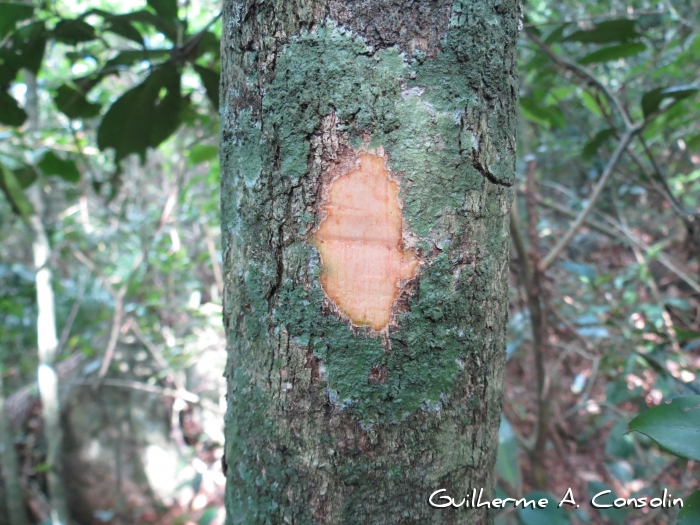 Casearia sylvestris