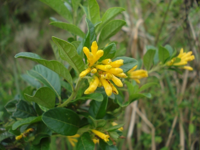 Cestrum euanthes