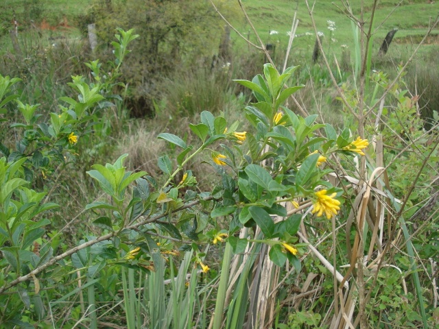 Cestrum euanthes