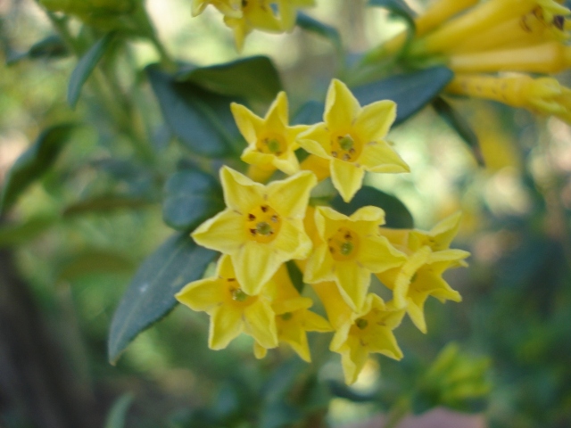 Cestrum euanthes