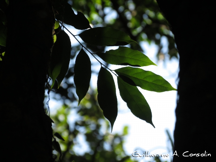 Casearia sylvestris
