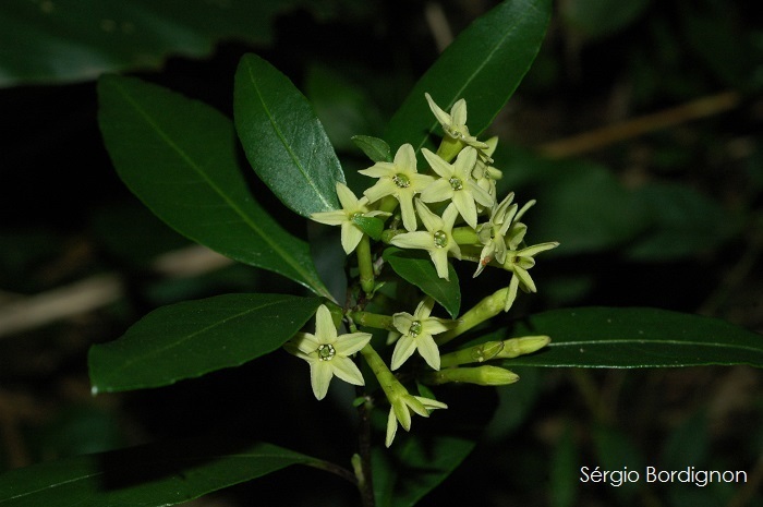 Cestrum euanthes