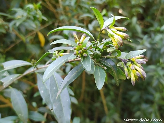 Cestrum parqui