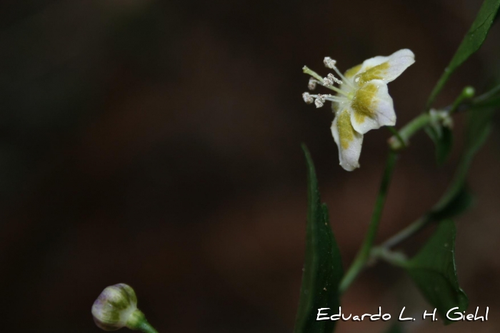 Capsicum flexuosum