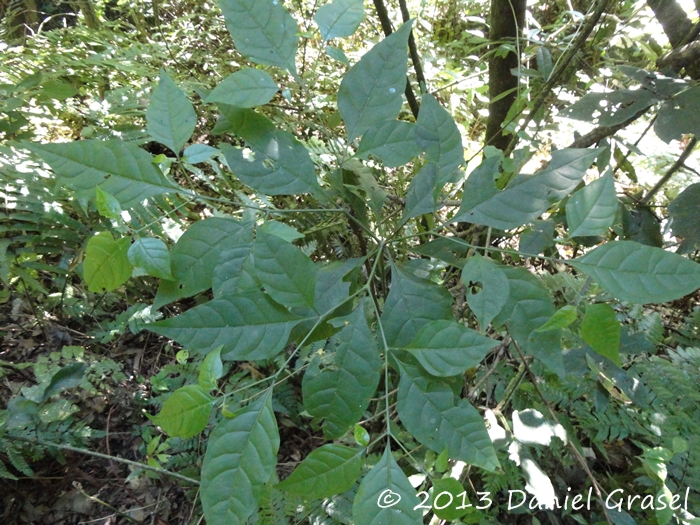 Capsicum flexuosum