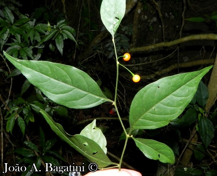 Capsicum flexuosum