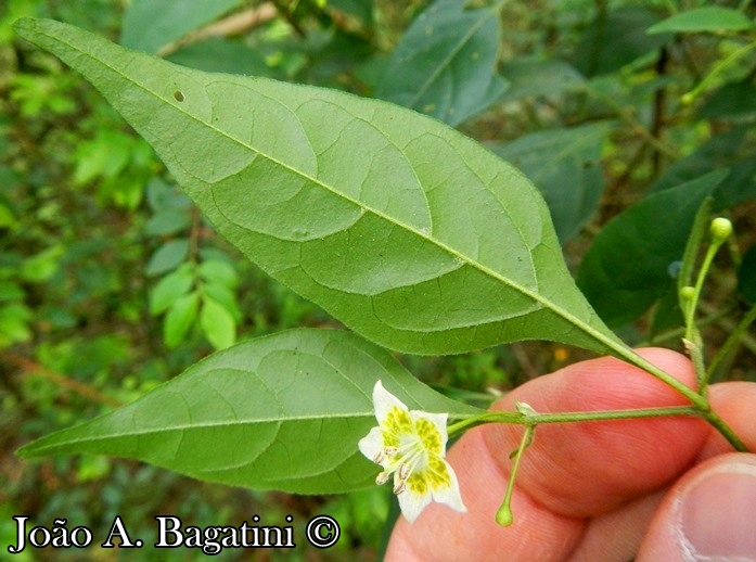 Capsicum flexuosum