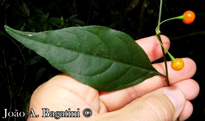 Capsicum flexuosum