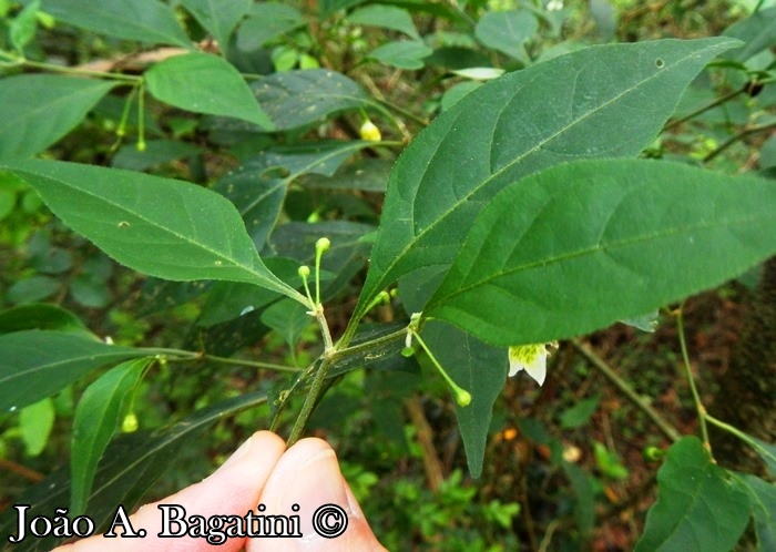 Capsicum flexuosum