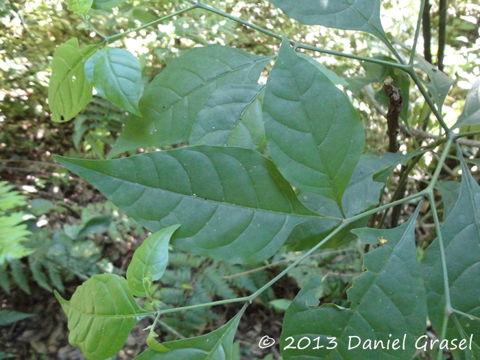 Capsicum flexuosum