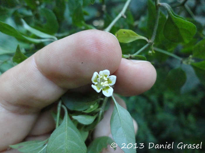 Capsicum flexuosum