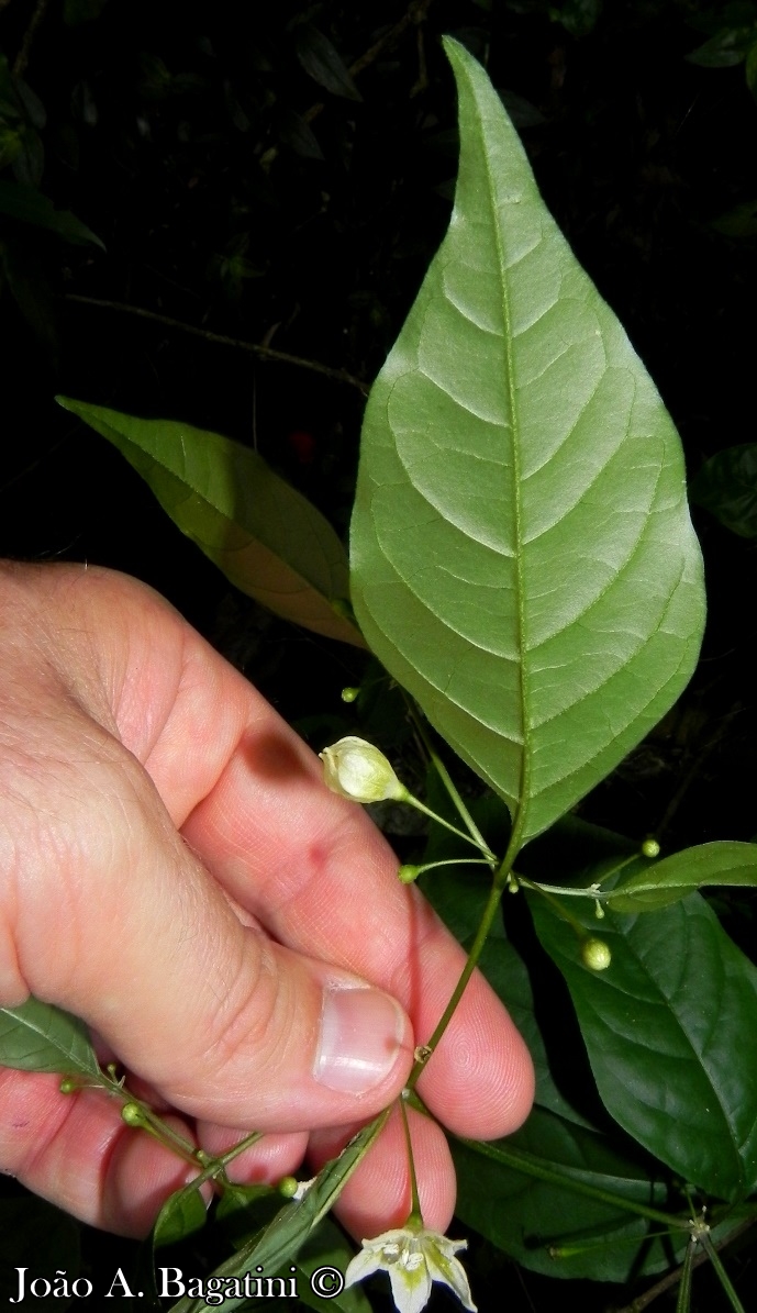 Capsicum flexuosum