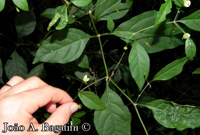 Capsicum flexuosum