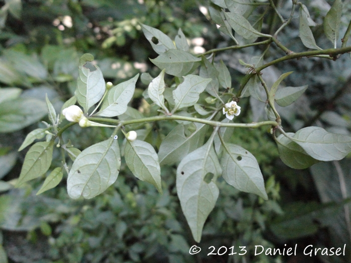 Capsicum flexuosum