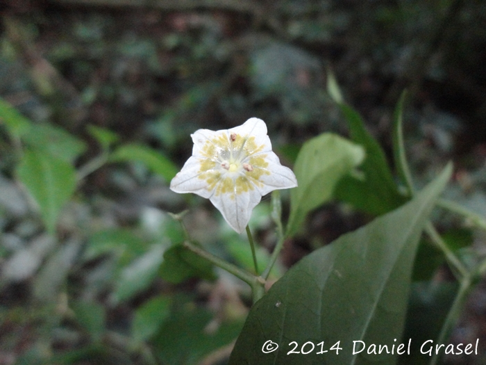 Capsicum flexuosum