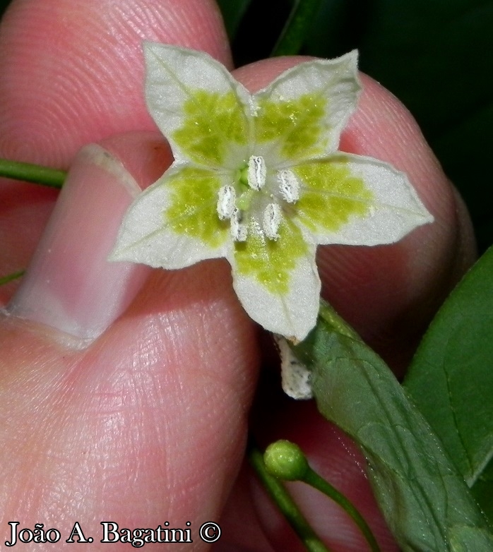 Capsicum flexuosum