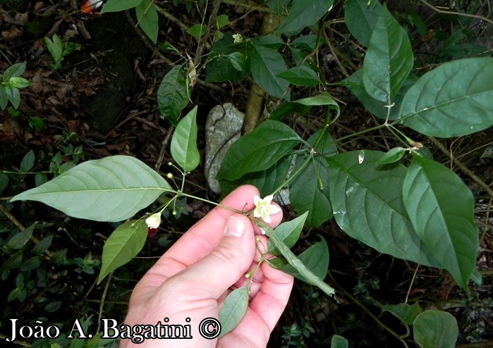 Capsicum flexuosum