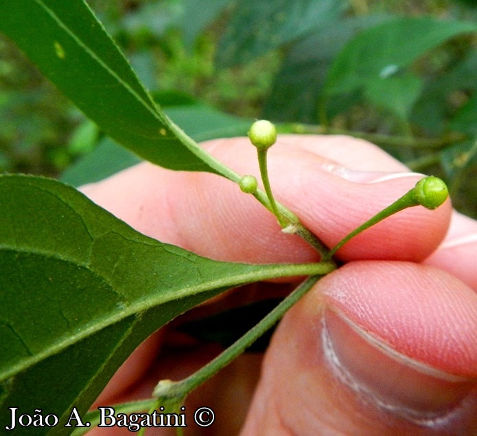 Capsicum flexuosum