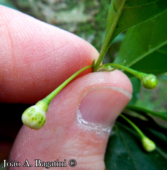 Capsicum flexuosum