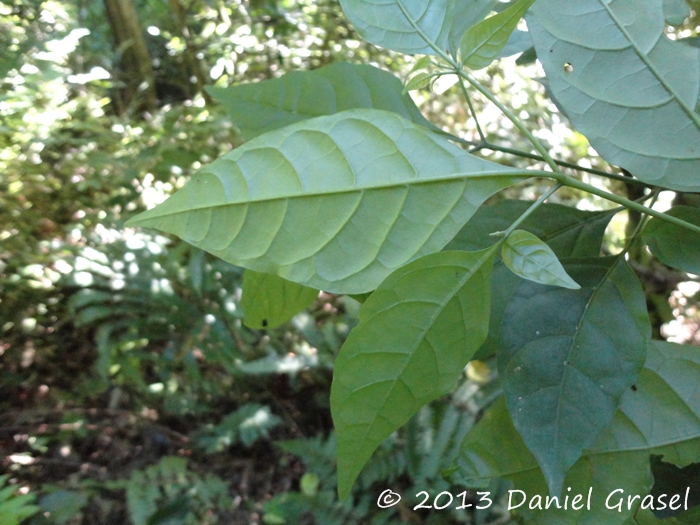 Capsicum flexuosum