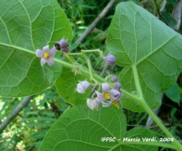 Solanum corymbiflorum