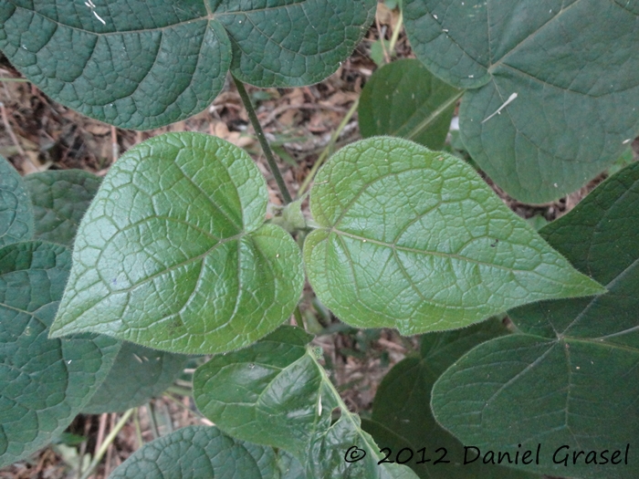 Solanum corymbiflorum