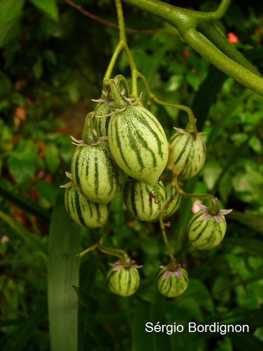 Solanum corymbiflorum