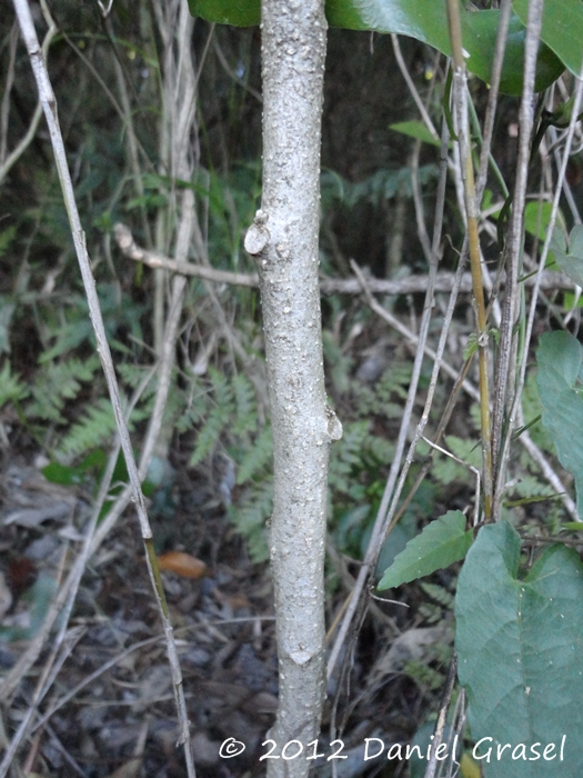 Solanum corymbiflorum