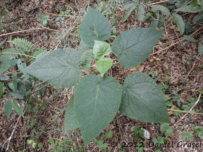 Solanum corymbiflorum