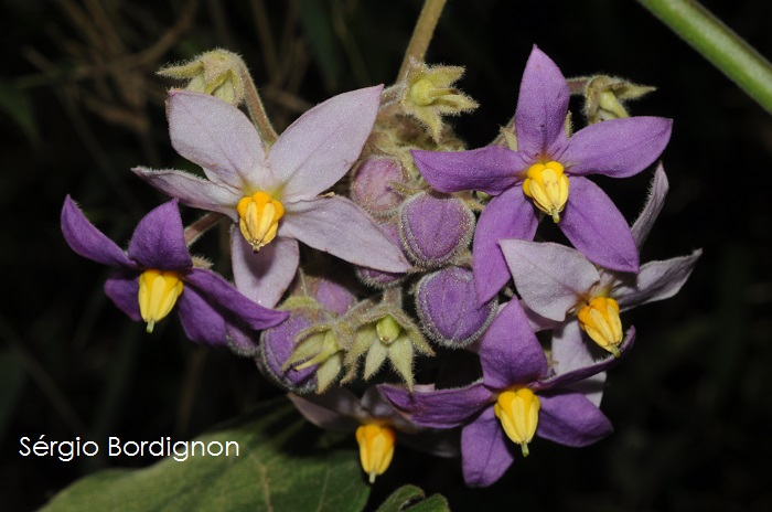 Solanum corymbiflorum