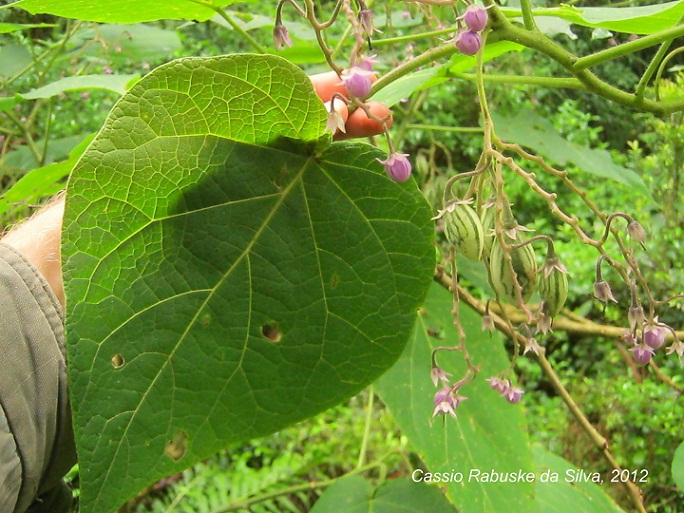 Solanum corymbiflorum