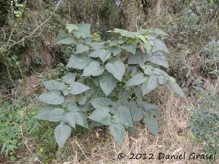 Solanum corymbiflorum