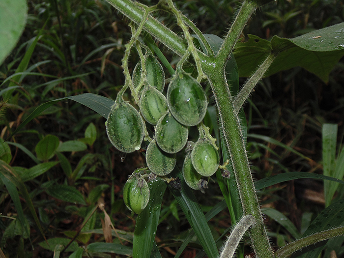 Solanum corymbiflorum