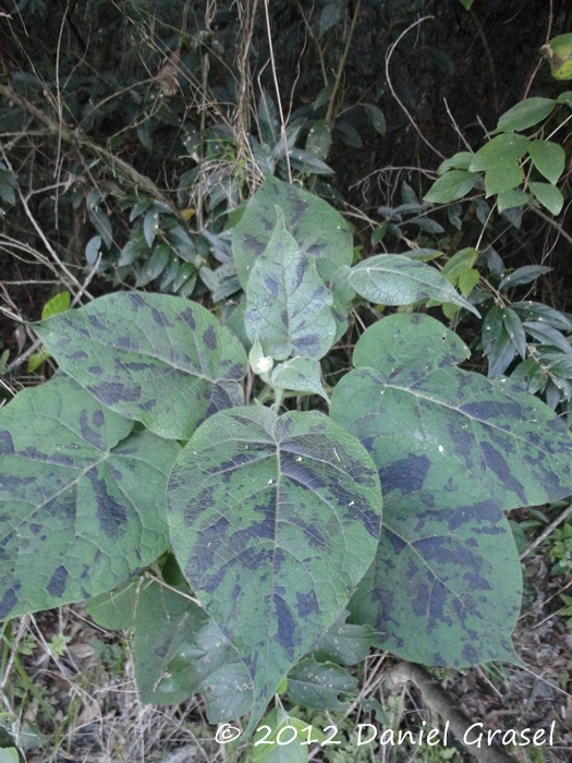 Solanum corymbiflorum