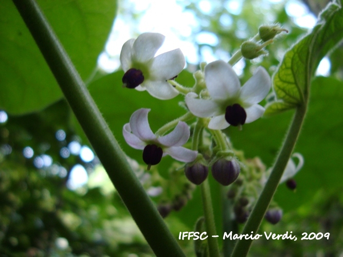 Solanum corymbiflorum