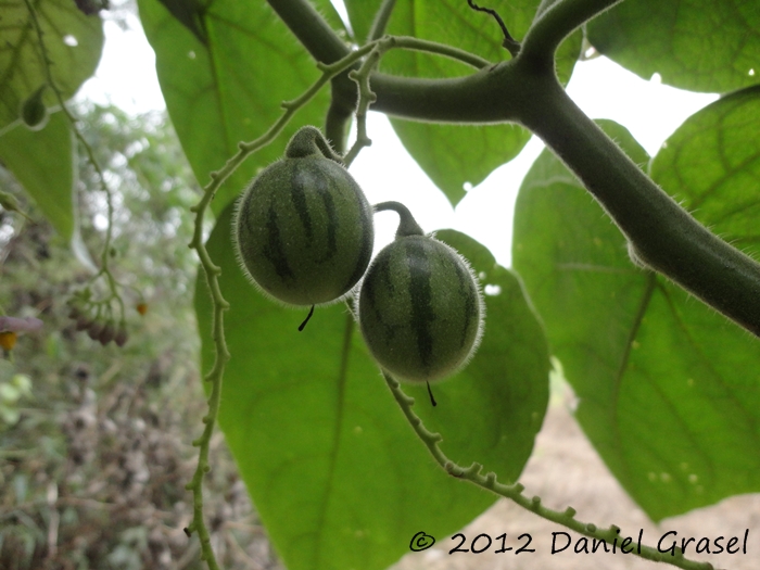 Solanum corymbiflorum