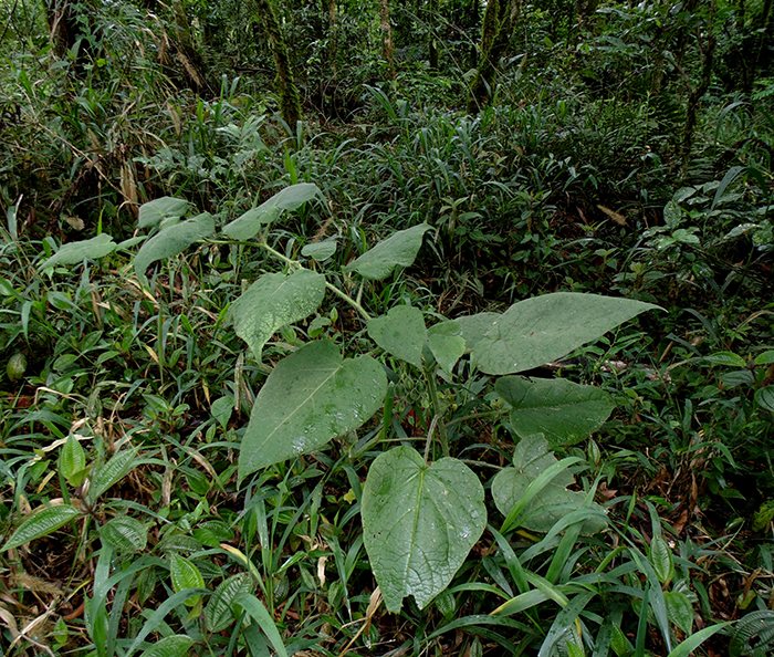 Solanum corymbiflorum