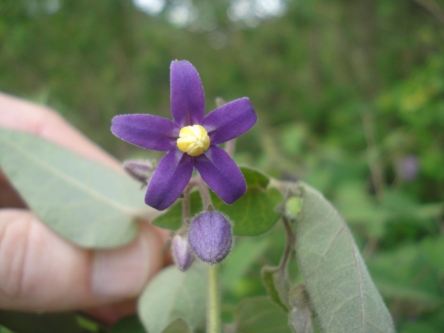 Solanum sciadostylis