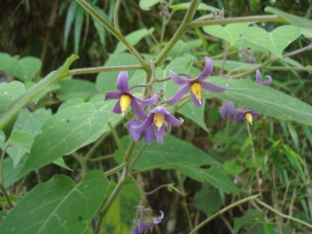 Solanum sciadostylis