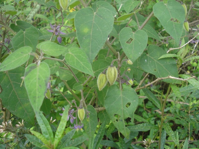 Solanum sciadostylis