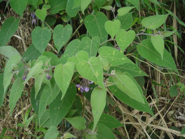 Solanum sciadostylis