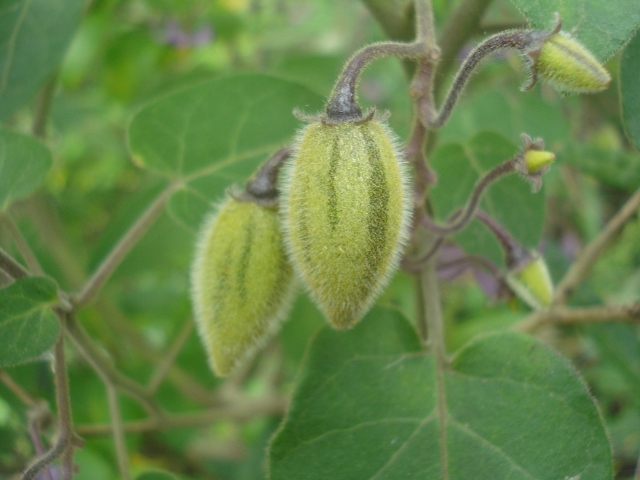 Solanum sciadostylis