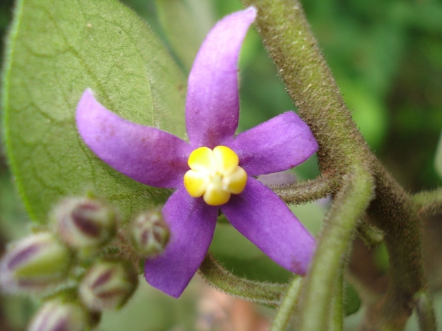 Solanum sciadostylis