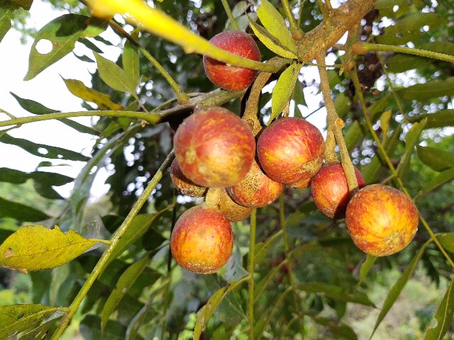 Cabralea canjerana