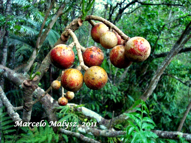 Cabralea canjerana