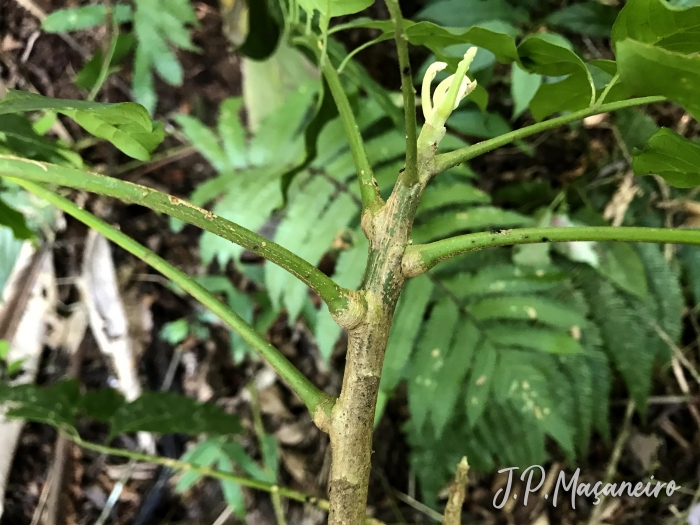 Cabralea canjerana