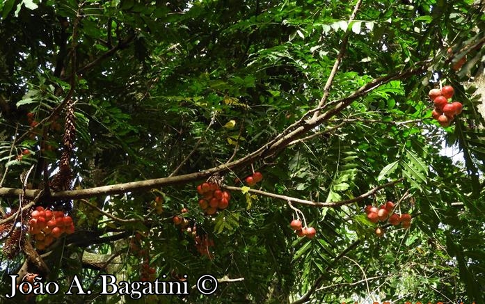 Cabralea canjerana